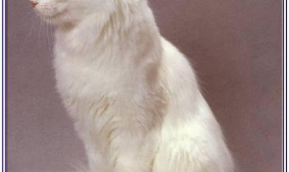 安哥拉猫,古老长毛猫的优雅与智慧