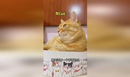 娱乐吃瓜猫,跟随吃瓜猫，探寻热点背后的真相